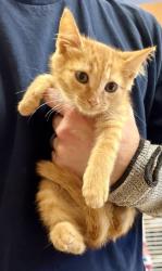Shelter Stray Male Cat last seen Near Flat Shoals Rd, Decatur, GA 30034, 30034, GA, 3280 Chamblee Dunwoody Rd, Chamblee, GA 30341, USA