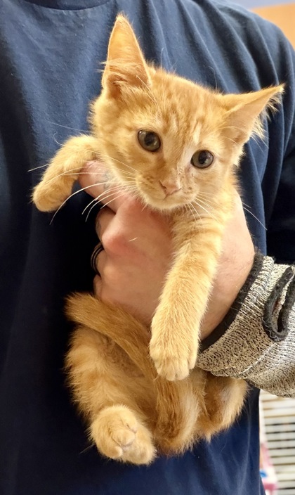 Shelter Stray Male Cat last seen Near Flat Shoals Rd, Decatur, GA 30034, 30034, GA, 3280 Chamblee Dunwoody Rd, Chamblee, GA 30341, USA