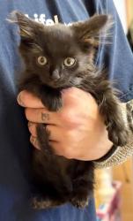 Shelter Stray Female Cat last seen Near Flat Shoals Rd, Decatur, GA 30034, 30034, GA, 3280 Chamblee Dunwoody Rd, Chamblee, GA 30341, USA