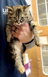 Shelter Stray Female Cat last seen Near Flat Shoals Rd, Decatur, GA 30034, 30034, GA, 3280 Chamblee Dunwoody Rd, Chamblee, GA 30341, USA