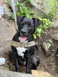 Lost Male Dog last seen Martin Rd & East Shelby Rd, Medina, NY 14103