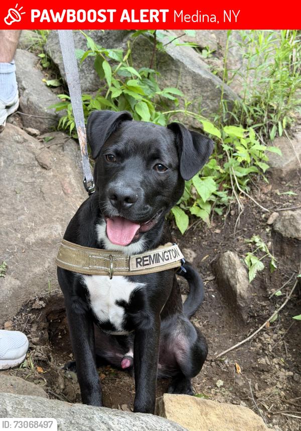 Lost Male Dog last seen Martin Rd & East Shelby Rd, Medina, NY 14103