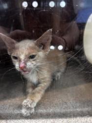 Shelter Stray Female Cat last seen Near Lanemar Dr, 75149, TX, 1650 Gross Rd, Mesquite, TX 75149, USA