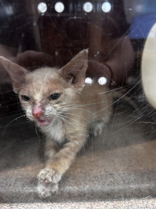 Shelter Stray Female Cat last seen Near Lanemar Dr, 75149, TX, 1650 Gross Rd, Mesquite, TX 75149, USA