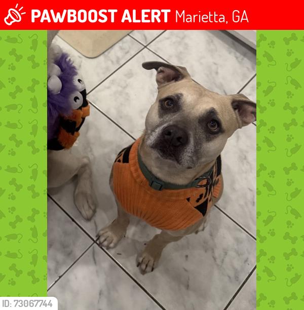 Lost Female Dog last seen Near merritt st se, Marietta, GA 30060