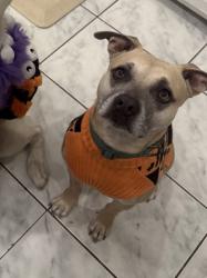 Lost Female Dog last seen Near merritt st se, Marietta, GA 30060