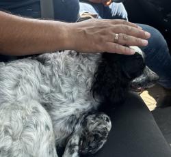 Reunited Male Dog last seen going up lawrenceville highway , Lawrenceville, GA 30045