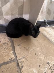 Reunited Unknown Cat last seen Edward farms rd, Hayden run , Columbus, OH 43221
