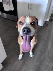 Reunited Male Dog last seen Near Katelin Cir, Leesburg, FL 34748, USA, Leesburg, FL 34748