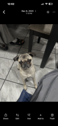 Lost Female Dog last seen Near elm st San bernardino, San Bernardino, CA 92410