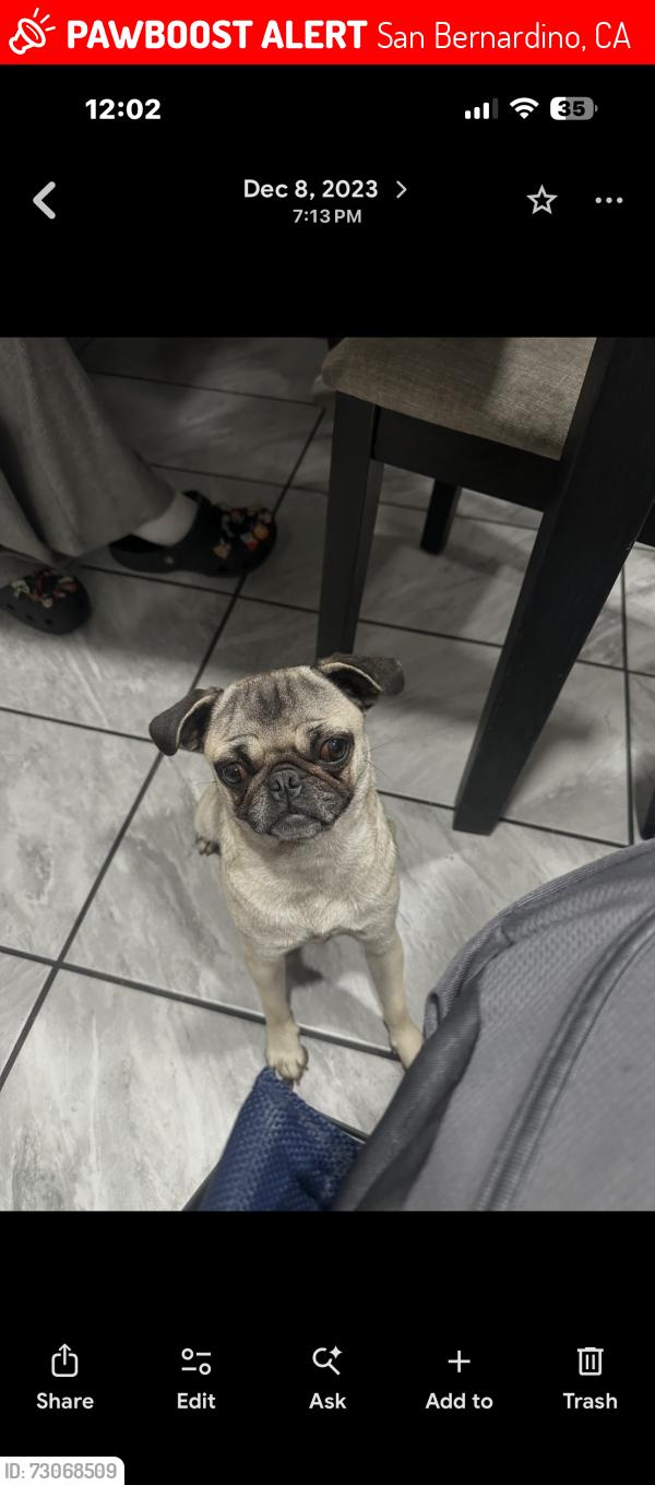 Lost Female Dog last seen Near elm st San bernardino, San Bernardino, CA 92410