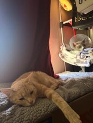 Reunited Female Cat last seen Sector de Campbell en la Camden Av y Bradford way, San Jose, CA 95124