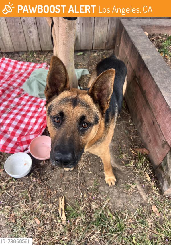 Found/Stray Male Dog last seen Ralph’s on Vermont, Los Angeles, CA 90007