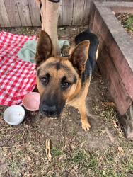 Found/Stray Male Dog last seen Ralph’s on Vermont, Los Angeles, CA 90007