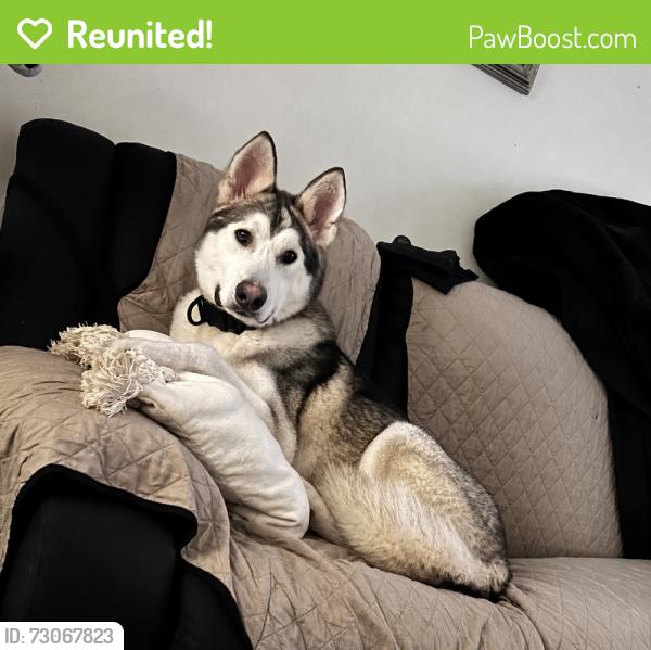 Reunited Male Dog last seen Roberts lane and Congress , Palm Beach County, FL 33461