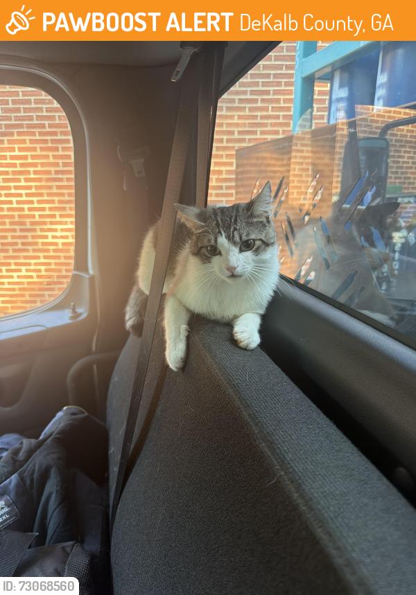 Found/Stray Male Cat last seen Kroger south harriston rd , DeKalb County, GA 30083