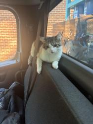 Found/Stray Male Cat last seen Kroger south harriston rd , DeKalb County, GA 30083