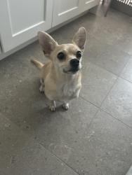 Lost Female Dog last seen Near Dalford St and Bonnie Brea Ave, Fort Worth, TX 76111