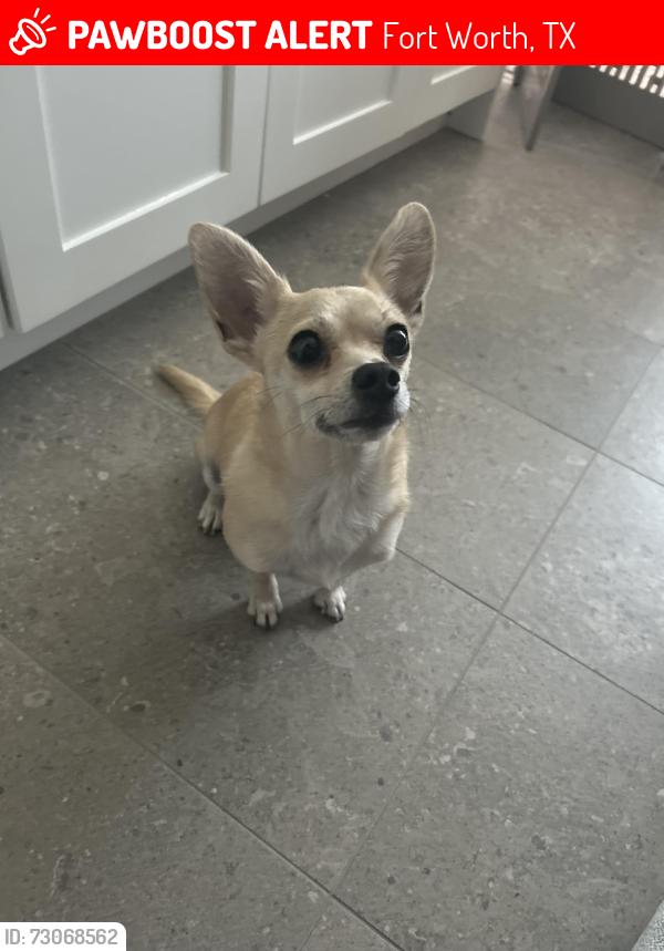 Lost Female Dog last seen Near Dalford St and Bonnie Brea Ave, Fort Worth, TX 76111