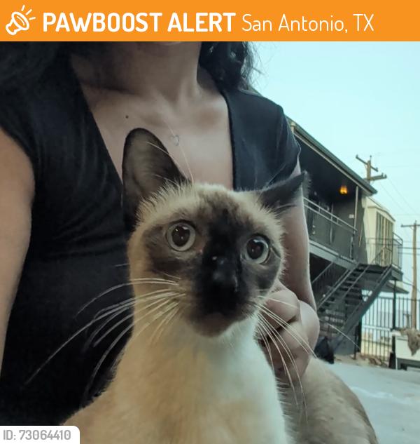 Found/Stray Female Cat last seen Old spanish walking trails on Fredericksburg rd, San Antonio, TX 78201