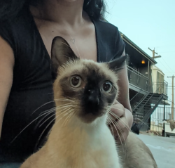 Found/Stray Female Cat last seen Old spanish walking trails on Fredericksburg rd, San Antonio, TX 78201