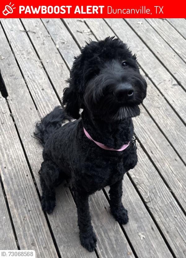 Lost Female Dog last seen Red Bird, Duncanville, TX 75116