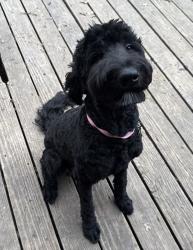 Lost Female Dog last seen Red Bird, Duncanville, TX 75116