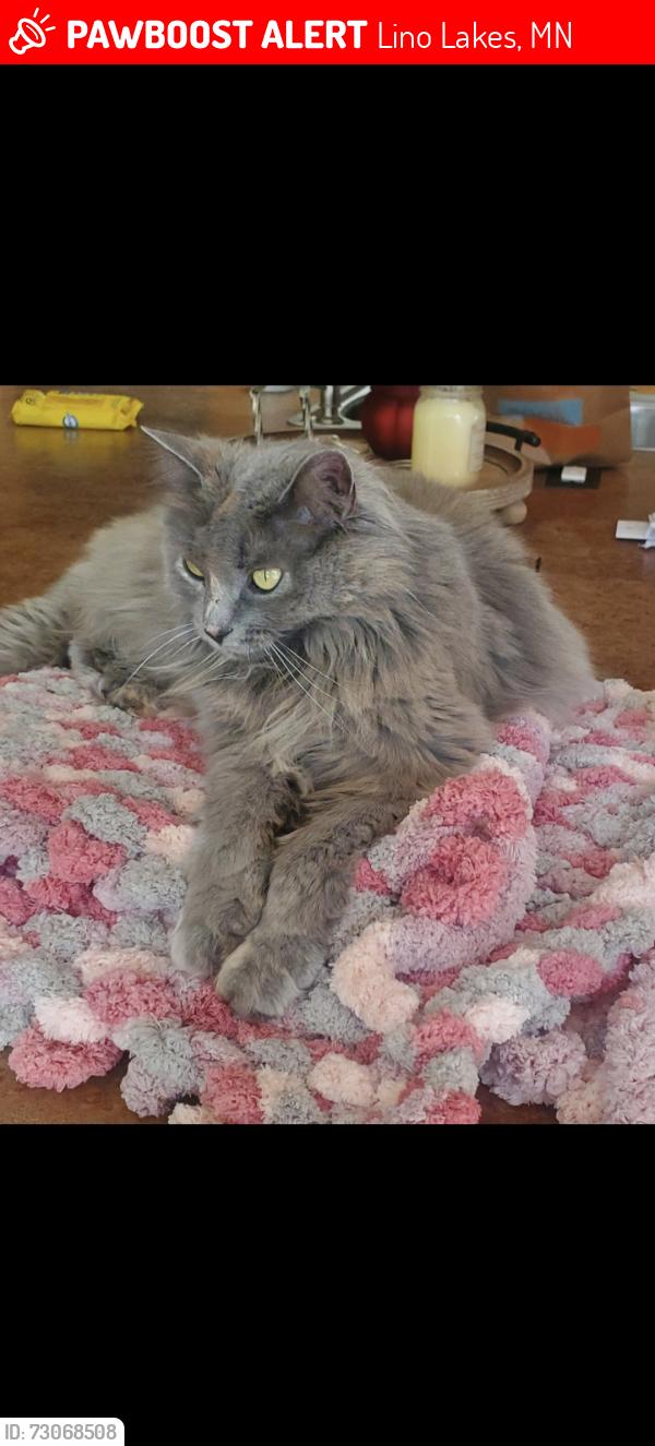 Lost Female Cat last seen Birch and Deerwood Lane, Lino Lakes, MN 55014