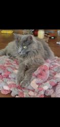Lost Female Cat last seen Birch and Deerwood Lane, Lino Lakes, MN 55014