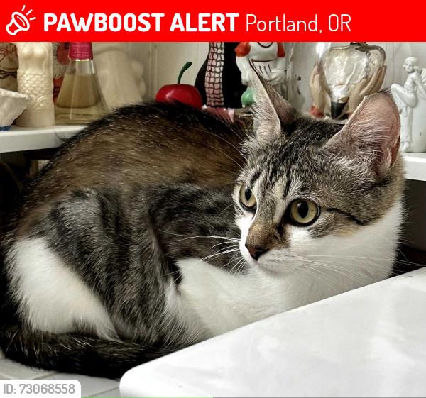 Lost Female Cat last seen NE Killingsworth, Portland, OR 97211