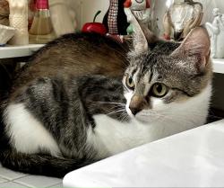 Lost Female Cat last seen NE Killingsworth, Portland, OR 97211