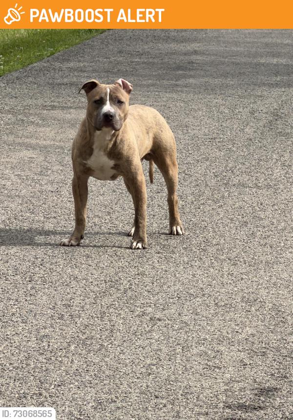 Found/Stray Male Dog last seen Garber Road and Route 40, Washington Pennsylvania, South Strabane Township, PA 15301