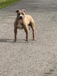 Found/Stray Male Dog last seen Garber Road and Route 40, Washington Pennsylvania, South Strabane Township, PA 15301