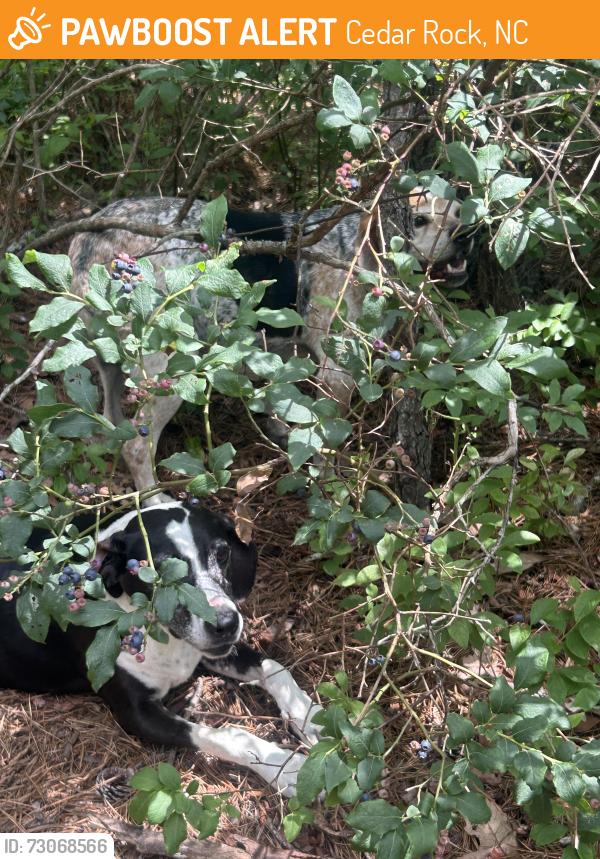 Found/Stray Unknown Dog last seen Big rock trail cedar rock trail summit, Cedar Mountain, NC 28718