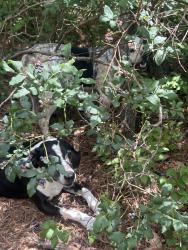 Found/Stray Unknown Dog last seen Big rock trail cedar rock trail summit, Cedar Mountain, NC 28718