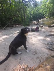 Found/Stray Female Dog last seen River, Burrells ford area, Oconee County, SC 29664