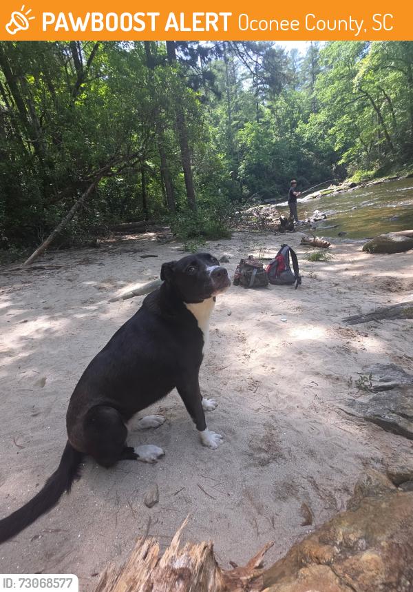 Found/Stray Female Dog last seen River, Burrells ford area, Oconee County, SC 29664