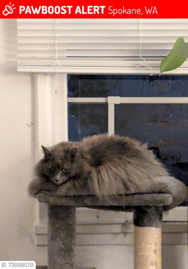 Lost Female Cat last seen Near North Central High School , Spokane, WA 99205