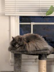 Lost Female Cat last seen Near North Central High School , Spokane, WA 99205