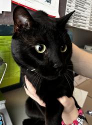 Shelter Stray Male Cat last seen Apt 1609,6981 S Inglenook Court, Midvale, UT, 84047, 511 W 3900 S, Salt Lake City, UT 84123, USA