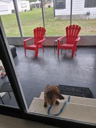 Found/Stray Unknown Dog last seen East Colonial, Orlando, FL 32826