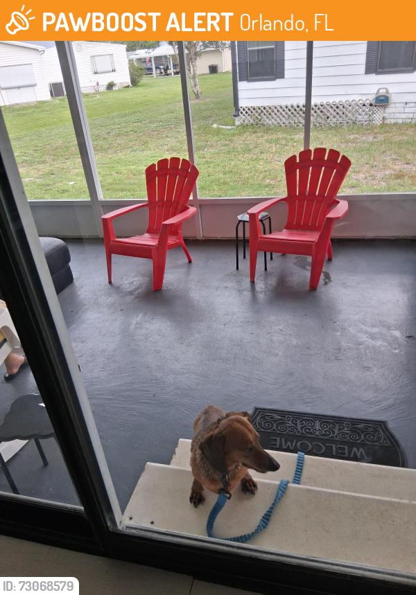 Found/Stray Unknown Dog last seen East Colonial, Orlando, FL 32826