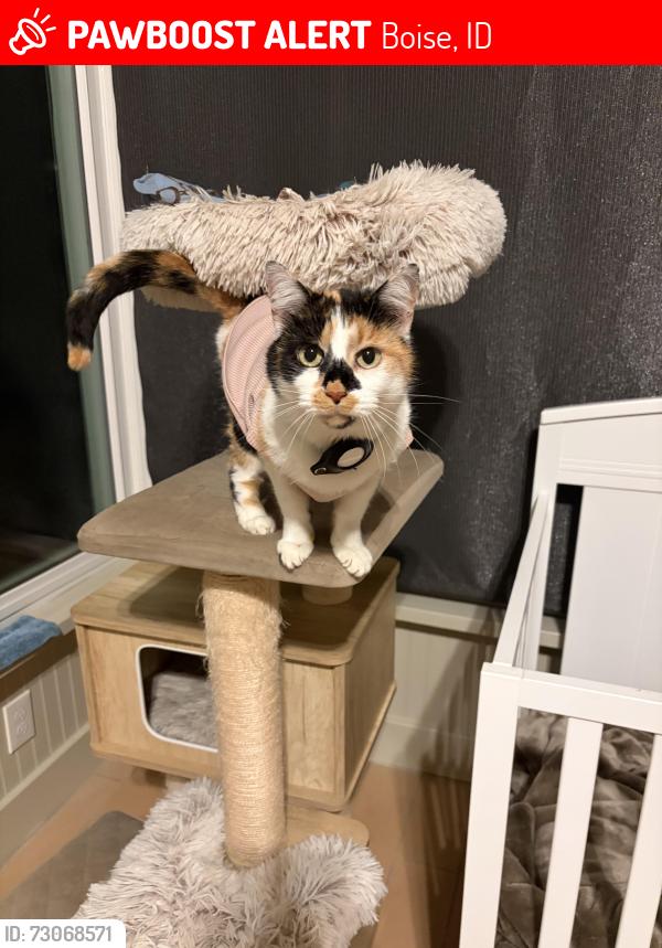 Lost Female Cat last seen Near E timbersaw drive, Boise, ID 83716