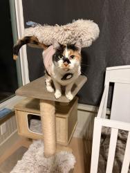 Lost Female Cat last seen Near E timbersaw drive, Boise, ID 83716