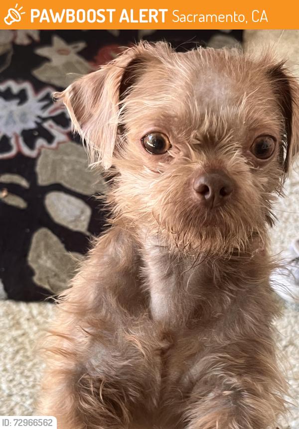 Found/Stray Female Dog last seen Marconi and el camino, Sacramento, CA 95838