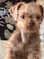 Found/Stray Female Dog last seen Marconi and el camino, Sacramento, CA 95838