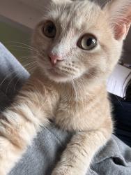 Lost Male Cat last seen Thornfield, Sacramento, CA 95826