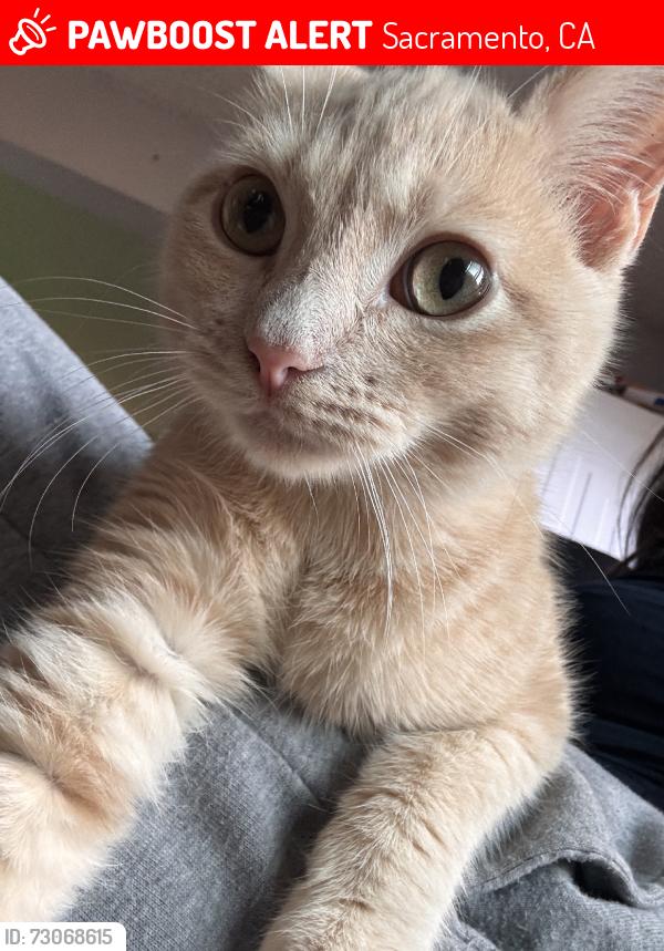 Lost Male Cat last seen Thornfield, Sacramento, CA 95826