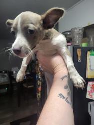Found/Stray Male Dog last seen 31st and edwards, Wichita, KS 67217