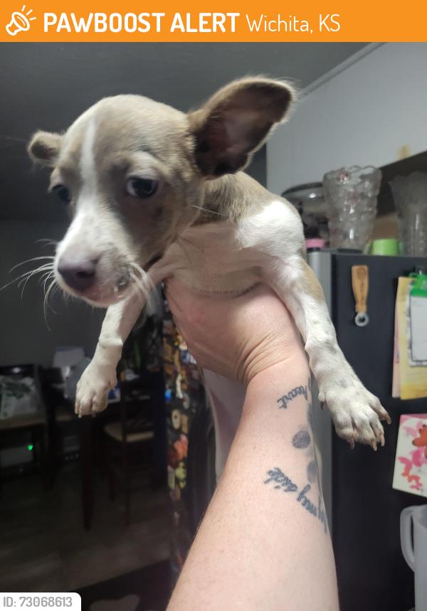 Found/Stray Male Dog last seen 31st and edwards, Wichita, KS 67217